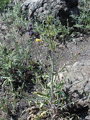 camissonia californica
